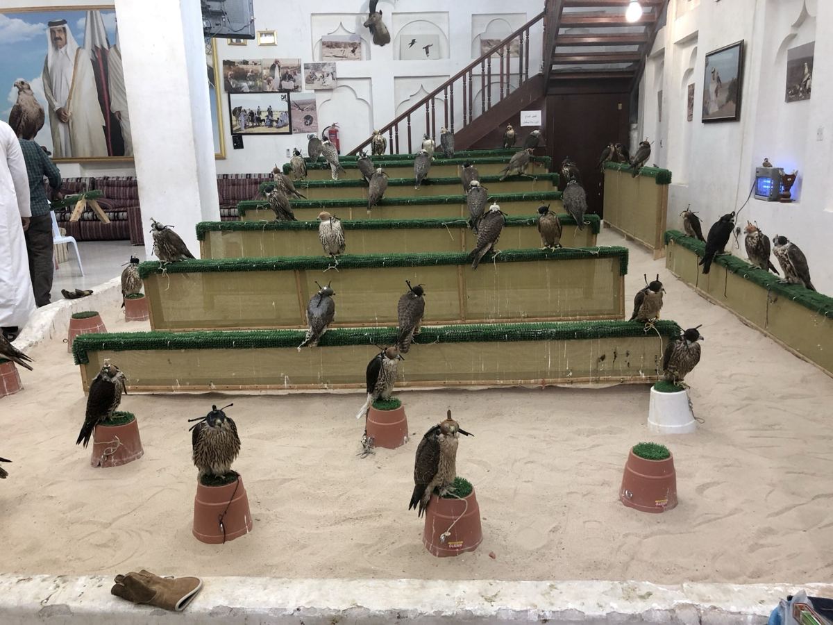 صقر على يد بائع في سوق الصقور